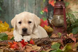 211118: Yellow Labrador puppy outdoors in autumn