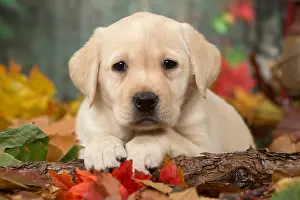 211118: Yellow Labrador puppy outdoors in autumn