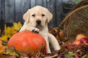 Pumpkins: Yellow Labrador puppy outdoors in autumn