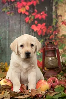 211118: Yellow Labrador puppy outdoors in autumn