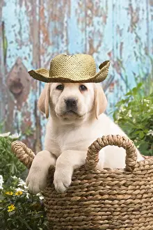 090819: Yellow Labrador puppy outdoors in the garden wearing sun hat