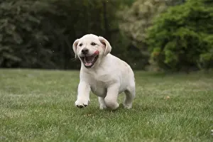 Yellow Labrador puppy outside