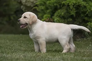 121018: Yellow Labrador puppy outside