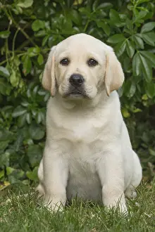 121018: Yellow Labrador puppy outside
