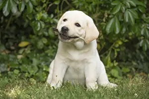 121018: Yellow Labrador puppy outside