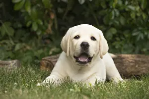 121018: Yellow Labrador puppy outside