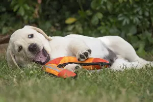 121018: Yellow Labrador puppy outside