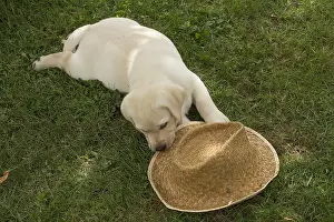 121018: Yellow Labrador puppy outside
