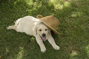121018: Yellow Labrador puppy outside