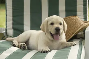 121018: Yellow Labrador puppy outside