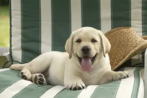 121018: Yellow Labrador puppy outside
