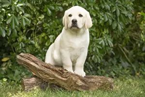 121018: Yellow Labrador puppy outside