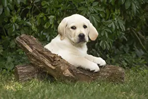 121018: Yellow Labrador puppy outside