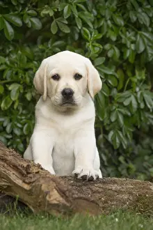 121018: Yellow Labrador puppy outside