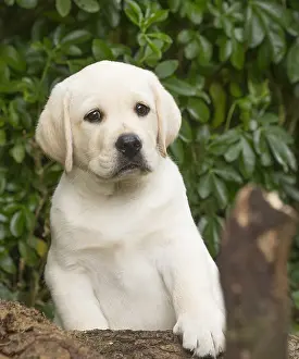 121018: Yellow Labrador puppy outside