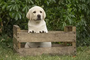 Crate: Yellow Labrador puppy outside