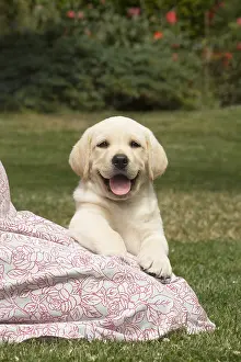 121018: Yellow Labrador puppy outside