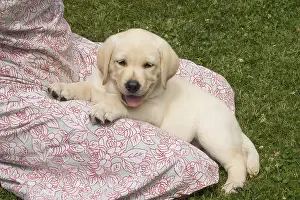 121018: Yellow Labrador puppy outside