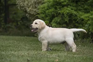 121018: Yellow Labrador puppy outside