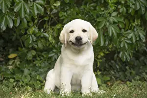 121018: Yellow Labrador puppy outside