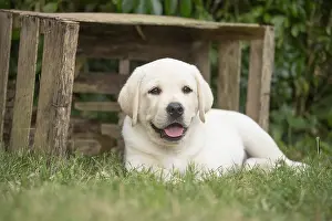 121018: Yellow Labrador puppy outside