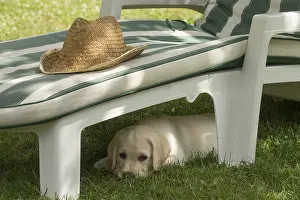 Chairs: Yellow Labrador puppy outside