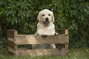Crate: Yellow Labrador puppy outside