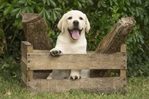 Crate: Yellow Labrador puppy outside sitting in a crate