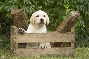 Crate: Yellow Labrador puppy outside sitting in a crate
