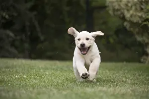 Yellow Labrador puppy running outside