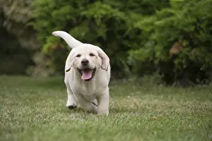 121018: Yellow Labrador puppy running outside
