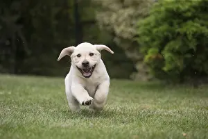 Yellow Labrador puppy running outside