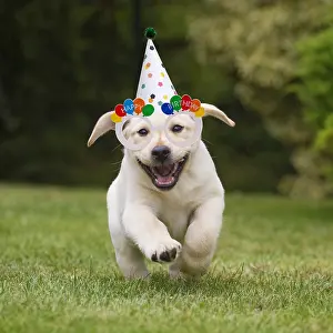 150821: Yellow Labrador puppy running outside wearing Birthday hat a