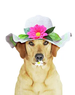 220719: Yellow Labrador Retriever bitch with a flower