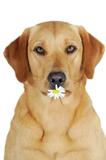 Bitch: Yellow Labrador Retriever bitch with a flower in