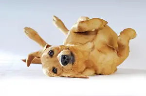 Joyful: Yellow Labrador Retriever bitch lying on its back