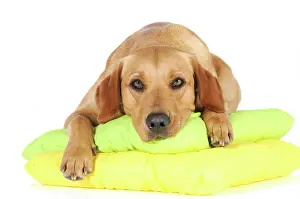 Pillows: Yellow Labrador Retriever bitch lying on two pillows