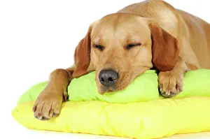 Comfortable: Yellow Labrador Retriever bitch sleeping on cushions
