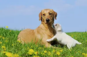 Bitches: Yellow Labrador Retriever dog, bitch, lying on a