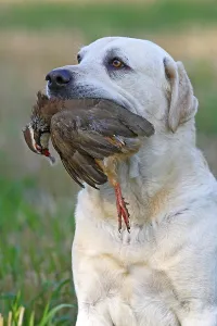 Returning: Yellow Labrador retriever with game (Red-legged partridge)