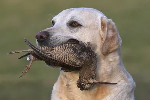 Returning: Yellow Labrador retriever with game (Woodcok) GB
