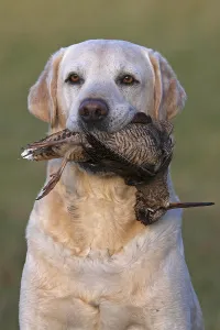 Returning: Yellow Labrador retriever with game (Woodcok) GB
