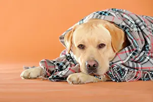 Covers: Yellow Labrador Retriever lying under a plaid blanket