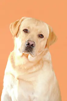 Labs: Yellow Labrador Retriever, portrait