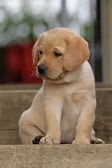 Step: Yellow Labrador Retriever puppy sitting on step