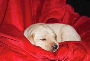 Competition: A Yellow Labrador Retriever sleeping on