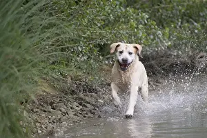 121018: Yellow Labrador running through water
