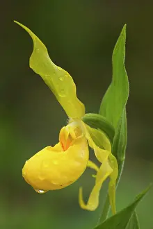 Steffen & Alexandra Sailer: Yellow Lady Slipper Orchid - (pubescens, greater