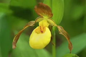 Steffen & Alexandra Sailer: Yellow Lady Slipper Orchid - (pubescens, greater