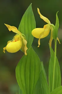 Steffen & Alexandra Sailer: Yellow Lady Slipper Orchid - (pubescens, greater